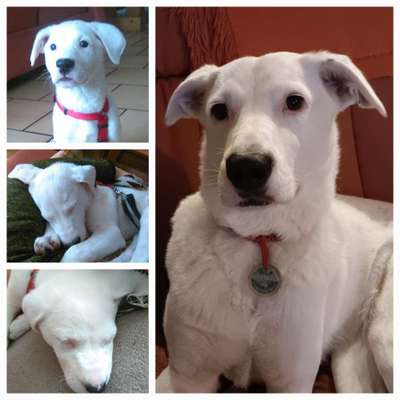 Ohrstellung bei Zahnwechsel-Beitrag-Bild