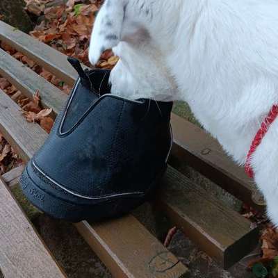 Die besten Gassifunde-Beitrag-Bild