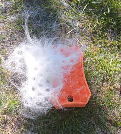 Bürste für empfindlichen Labrador-Beitrag-Bild