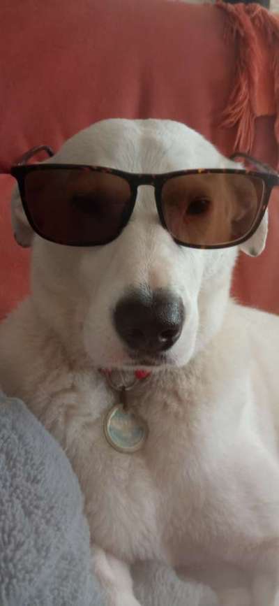 Welcher Hundehalter Typ bist du?-Beitrag-Bild