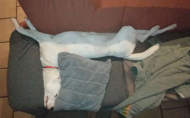 Ungewöhnliche Schlafposition - wie schlafen eure Hunde?-Beitrag-Bild