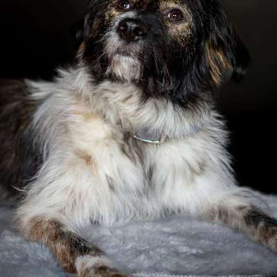 Tierschutzhunde suchen ein Zuhause-Beitrag-Bild