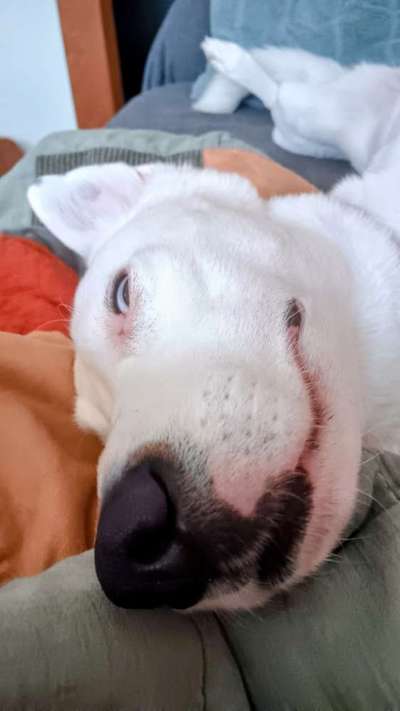 Lustigsten Grimassen von euren Hunden-Beitrag-Bild