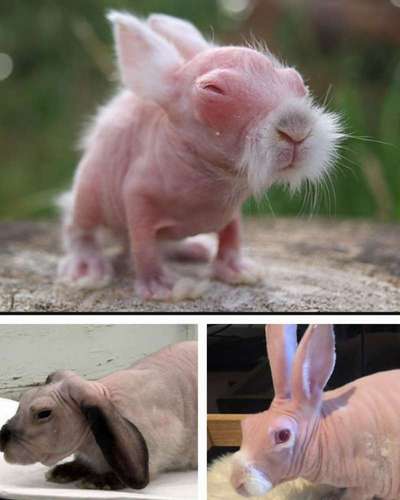 Das geht doch zu weit, oder?! 😱 HAIRLESS / HIPPO BULLYS-Beitrag-Bild