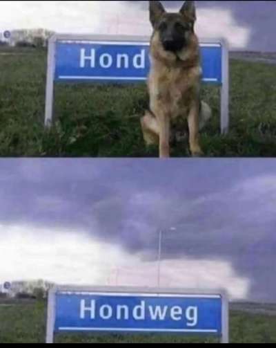 Hunde Memes-Beitrag-Bild