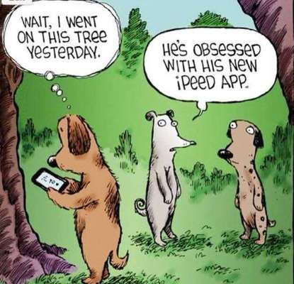 Hunde Memes-Beitrag-Bild