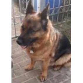 Tierschutzhunde suchen ein Zuhause-Beitrag-Bild