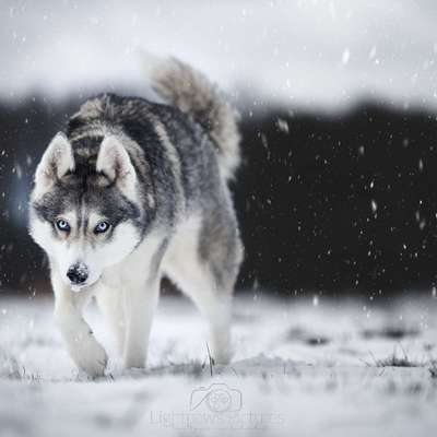 %{de_profession_title}-Traumhafte Bilder von deinem Vierbeiner-Bild