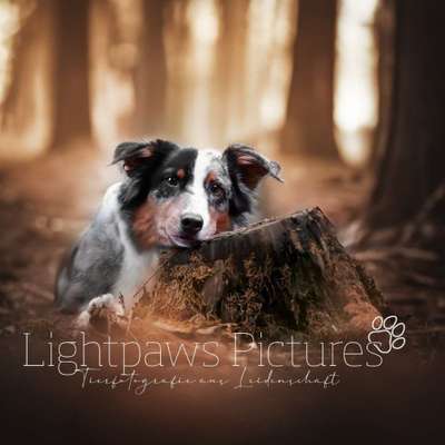 Tierfotografen-Lightpaws Pictures-Bild