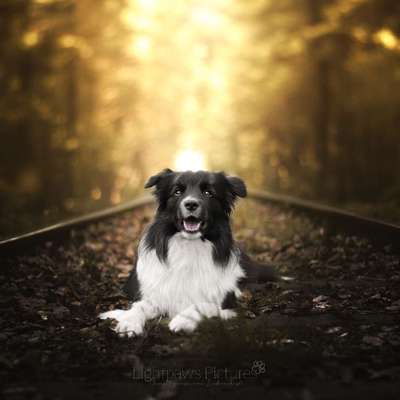 %{de_profession_title}-Traumhafte Bilder von deinem Vierbeiner-Bild