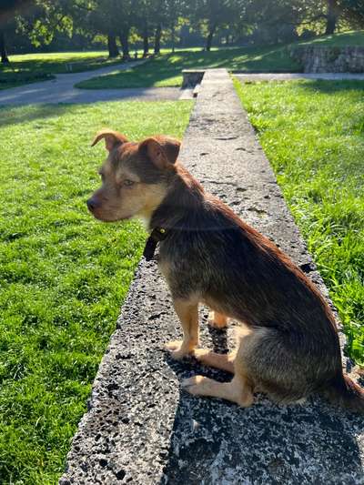 Hundetreffen-Gassi im englischen Garten (Nordteil)-Bild