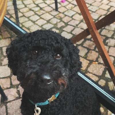 Hundetreffen-Partner zum Spielen gesucht Rodgau & Umgebung-Bild