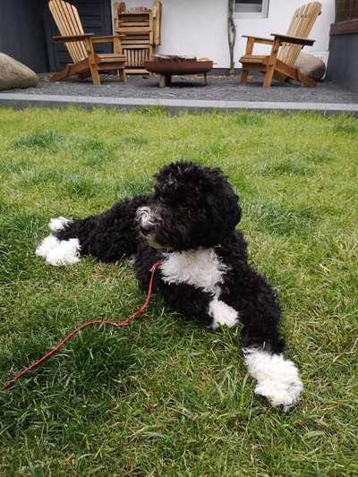 Die Dogorama Monats Challenge "Es grünt und blüht"-Beitrag-Bild