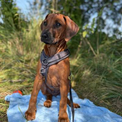 Hundetreffen-Spielpartner für selbstbewussten RR-Welpen-Bild