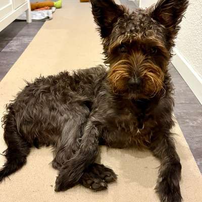 Hundetreffen-Suche Hundefreund für reaktiven Rüden-Bild