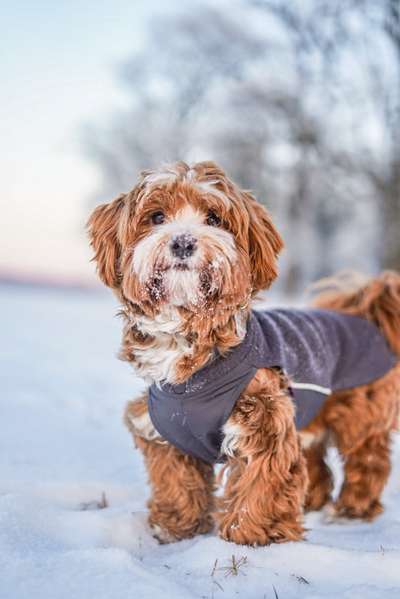 Havaneser dabei?:)-Beitrag-Bild