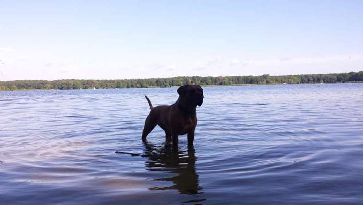 Hundeauslaufgebiet-Forst Jungfernheide-Bild