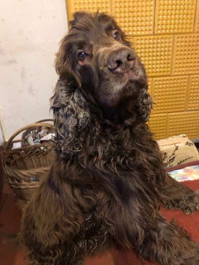 Cocker Spaniel-Beitrag-Bild