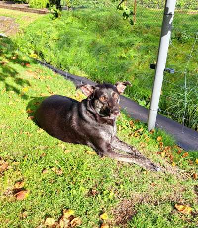 TierschutzhundeStammtisch🐕-Beitrag-Bild