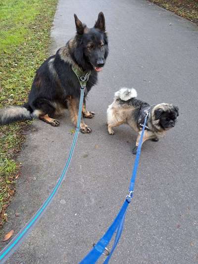 Mehrhundehaltung mit verschiedenen Größen und Altersgruppen-Beitrag-Bild