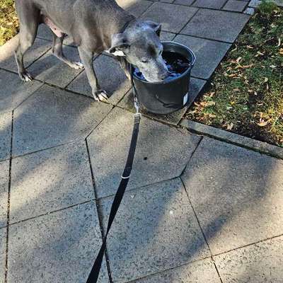 Was hat euch heute mit eurem Hund gefreut?-Beitrag-Bild