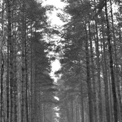 American Staffordshire Terrier 
Wo seit Ihr?-Beitrag-Bild