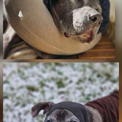 Pitbull mit 2 Blutohren-Beitrag-Bild