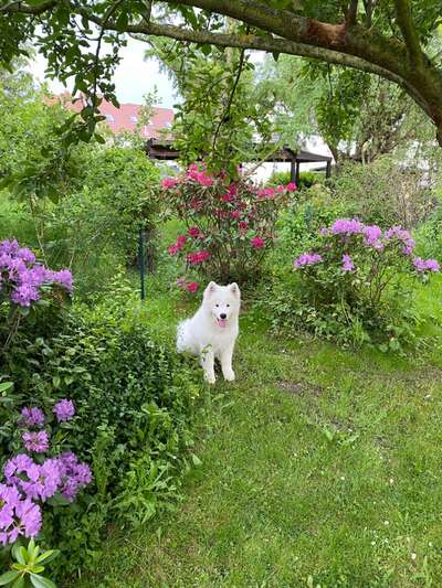 Die Dogorama Monats Challenge "Es grünt und blüht"-Beitrag-Bild