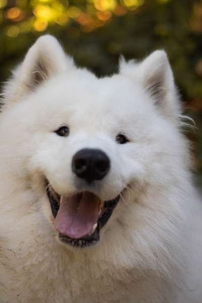 Fotochallange Nr. 57     PORTRÄT.   Beendet!!!!!!!!-Beitrag-Bild