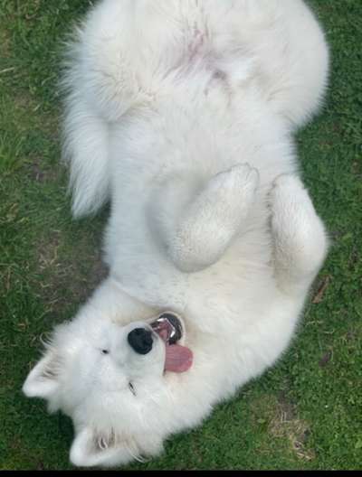 Die Dogorama Wochen Challenge-Beitrag-Bild