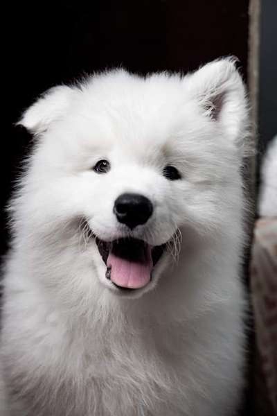 Welpen Bilder !-Beitrag-Bild