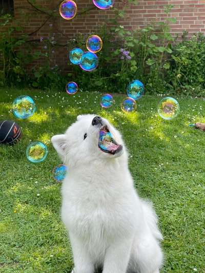 Die Dogorama Wochen Challenge-Beitrag-Bild