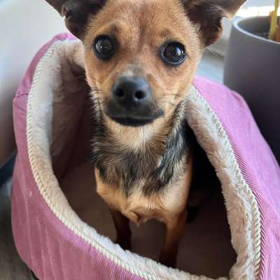 Hundetreffen-Welpen/Junghundetreffen-Bild