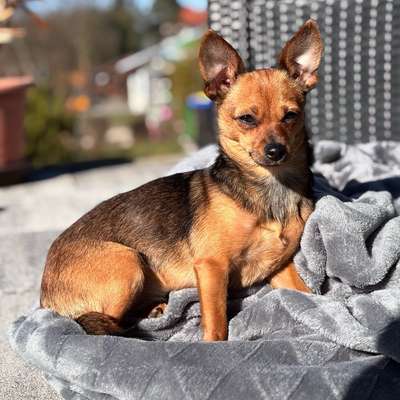 Hundetreffen-Welpen/Junghundetreffen-Bild