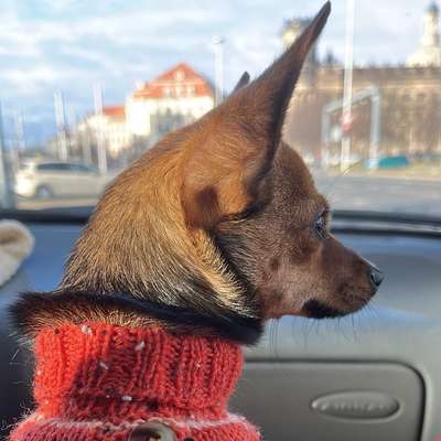 Hundetreffen-Welpen/Junghundetreffen-Bild