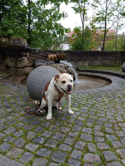 Hund abgegeben, weil Urlaub anstand? Leider kein Witz 😳-Beitrag-Bild