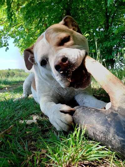 Zeigt mal die schönsten Bilder von euren Hunden !-Beitrag-Bild