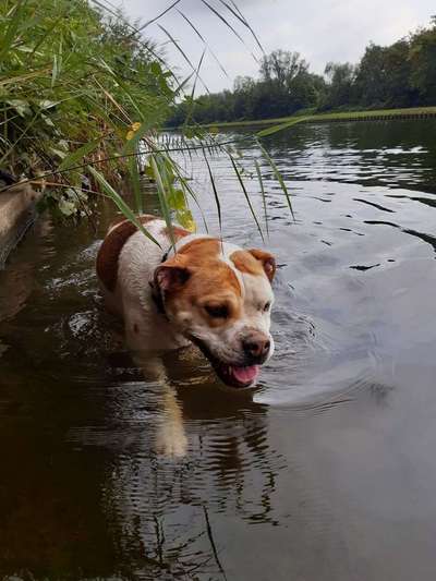 Dein Hund im Dogorama-Kalender 2021-Beitrag-Bild