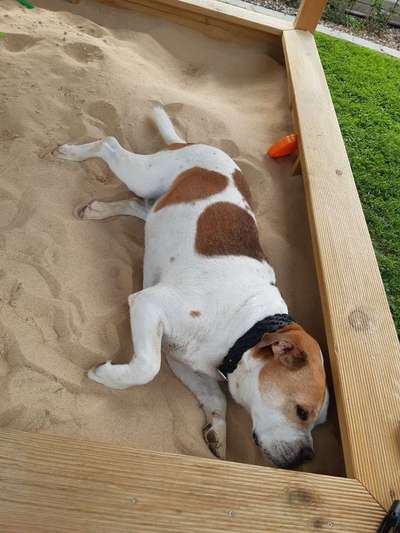 Dein Hund im Dogorama-Kalender 2021-Beitrag-Bild