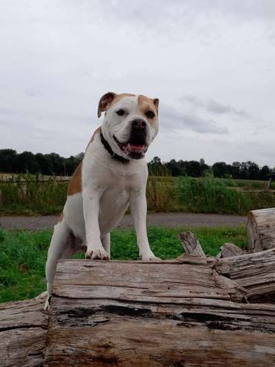 Dein Hund im Dogorama-Kalender 2021-Beitrag-Bild