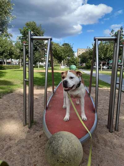 Dein Hund im Dogorama-Kalender 2021-Beitrag-Bild