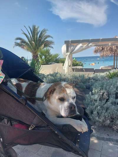 Reisen mit Hund – Eure Erfahrungen und Tipps! 🐾☀️-Beitrag-Bild