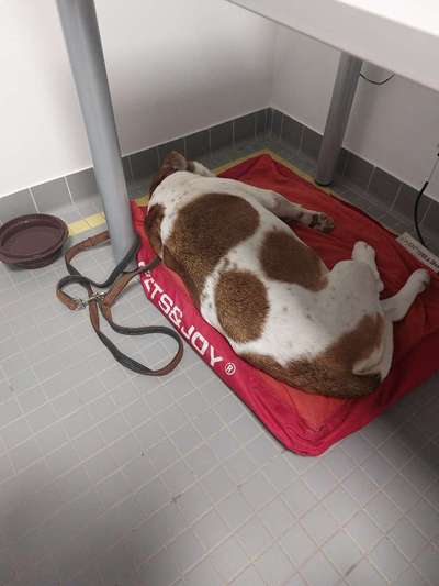 🐶 Sind Bürohunde jetzt VERBOTEN?! 😱-Beitrag-Bild