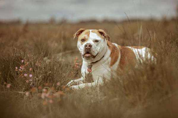 Dein Hund im Dogorama-Kalender 2021-Beitrag-Bild