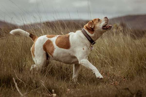 Dein Hund im Dogorama-Kalender 2021-Beitrag-Bild