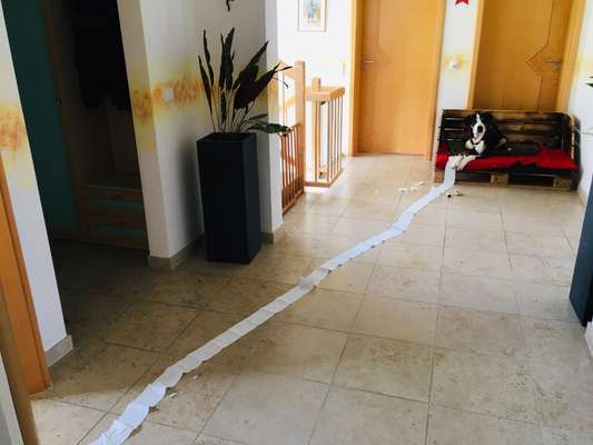 Zeig mir, dass du mit einem hund zusammenlebst....-Beitrag-Bild