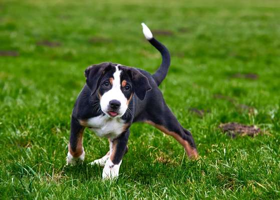 Welpen Bilder !-Beitrag-Bild