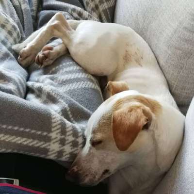 Zeigt mir die lustigsten Schlafpositionen eurer Fellnasen-Beitrag-Bild