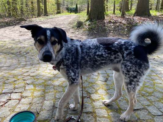 Sibirisch Europäisch Laika-Beitrag-Bild