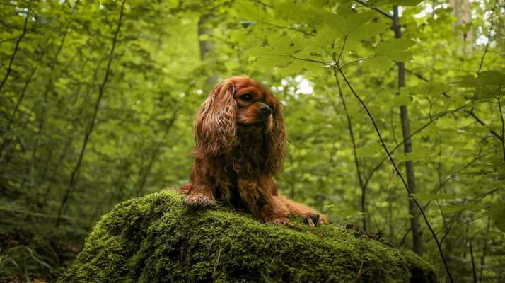 Hundetreffen-Gassi gehen-Bild